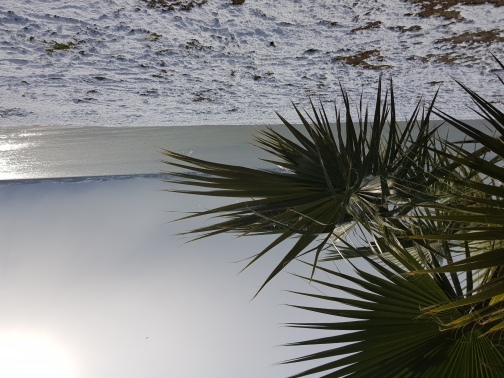 Tuesday 16 February 2021 Palm tree and snow