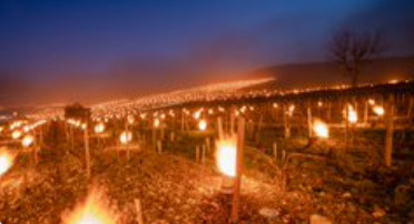 my vines on fire keeping frost free france 8 April 2021
