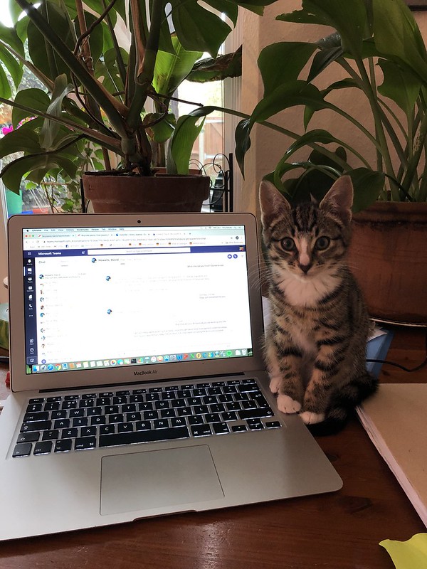cat Working at Home