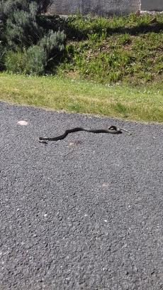 Snake dies after leaving the grass