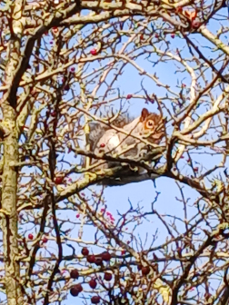 Grey Squirrel