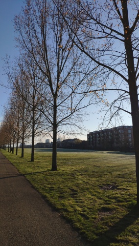 winter trees