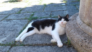 cool cat