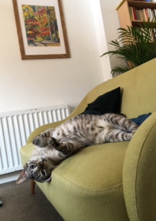 cat streach settee darby