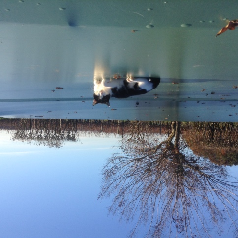 what does the doctor do wih daisy dog therapy