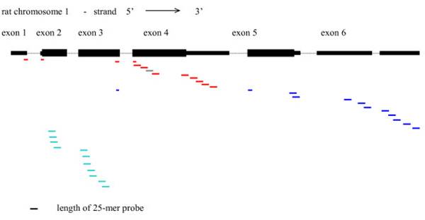 rat chromosome 1
strand 5' 3'
exon 1 exo 2 exon 3 exon 4 exon 5 exon 6
length of 25-mer probe