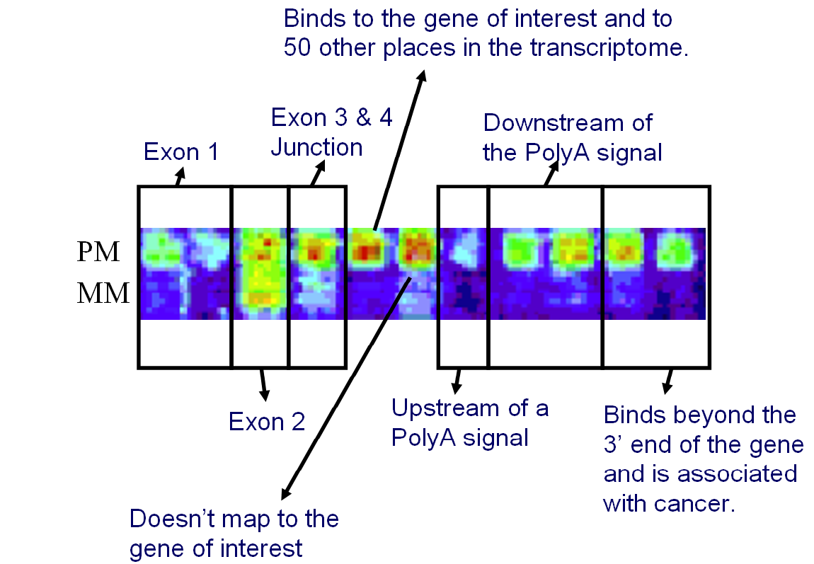 Binds to the gene of interest and to 50 other places in the transcriptome.
PM MM
Exon 1
Exon 2
Eon 3 & 4 Junction
Doesn't map to a gene of interest
Upstream of a polyA signal
Downstream of a Poly A signal
Binds beyond the 3' end of the gene and is associated with cancer.