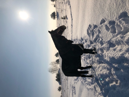 Horse and blanket and snow blanket